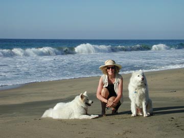 Tuck with Samoyeds